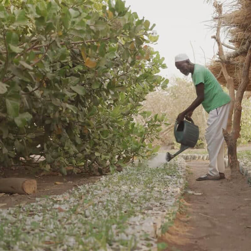 unfootprint bosje bomen planten