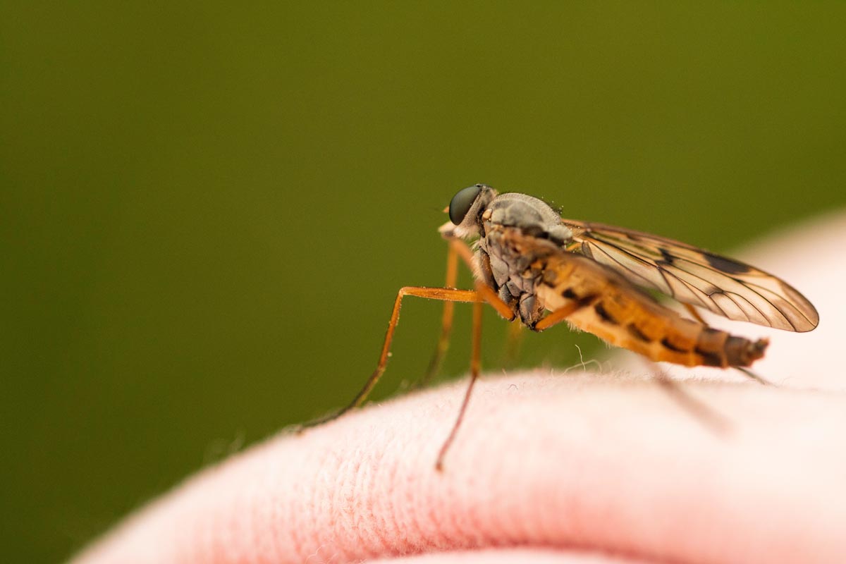 Is DEET slecht voor je?