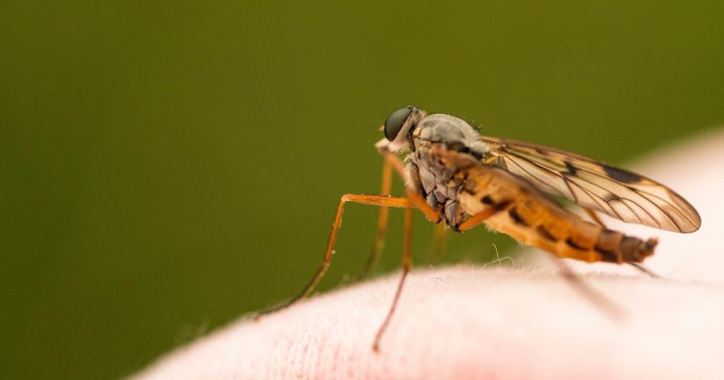 Is DEET slecht voor je?