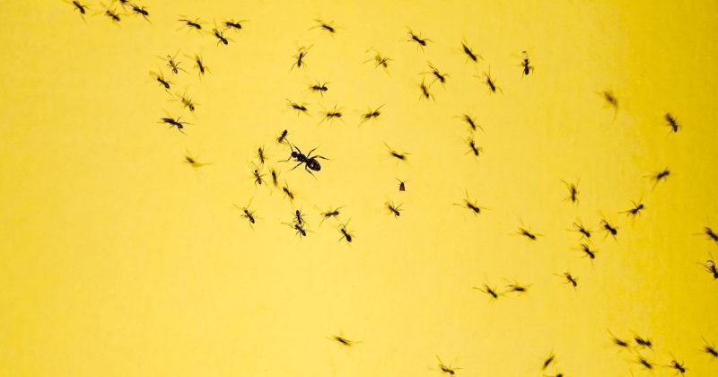 beestjes mieren - Photo by hybridnighthawk on Unsplash