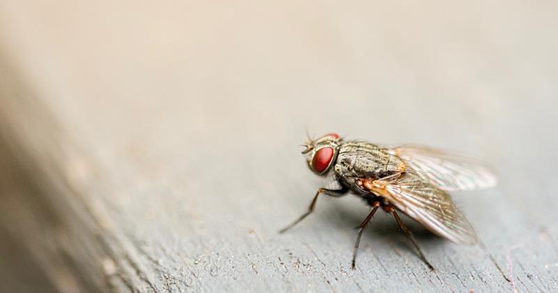 beestjes vlieg - Photo by Jin Yeong Kim on Unsplash - feature