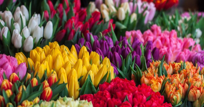 bloemen - Photo by Ioann-Mark Kuznietsov on Unsplash