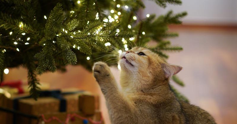 wat is de duurzaamste kerstboom?